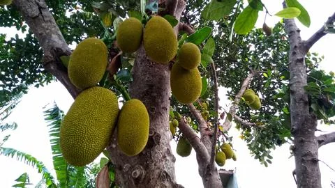 Young jackfruit hanging from the tree Stock Photos