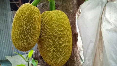 Young jackfruit hanging from the tree Stock Photos