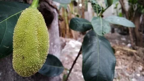 Young jackfruit hanging from the tree Foto stock