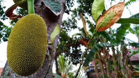 Young jackfruit hanging from the tree Stock Photos