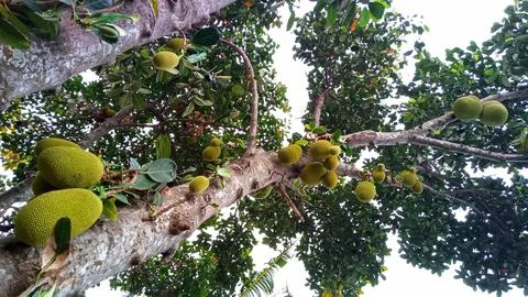 Young jackfruit hanging from the tree Stock Photos