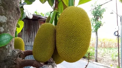 Young jackfruit hanging from the tree Stock Photos