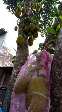 Young jackfruit hanging from the tree Stock Photos