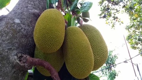 Young jackfruit hanging from the tree Stock Photos