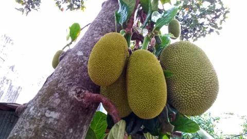 Young jackfruit hanging from the tree Stock Photos