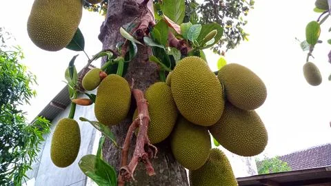 Young jackfruit hanging from the tree Foto stock