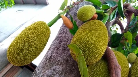 Young jackfruit hanging from the tree Stock Photos