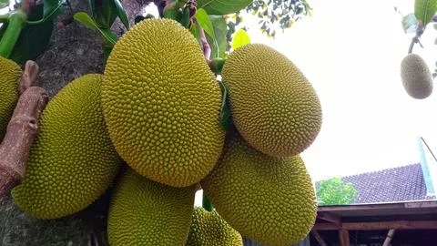 Young jackfruit hanging from the tree Stock Photos