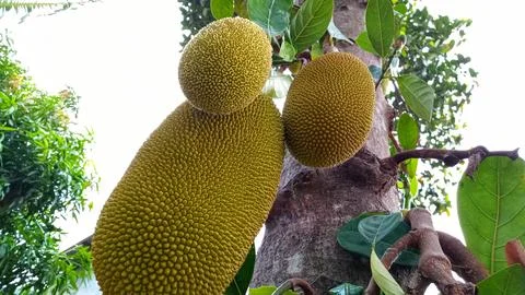 Young jackfruit hanging from the tree Stock Photos