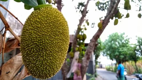 Young jackfruit hanging from the tree Stock Photos