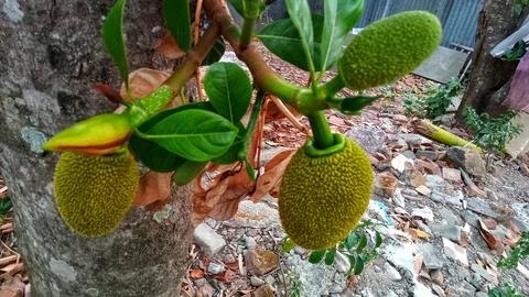 Young jackfruit hanging from the tree Stock Photos