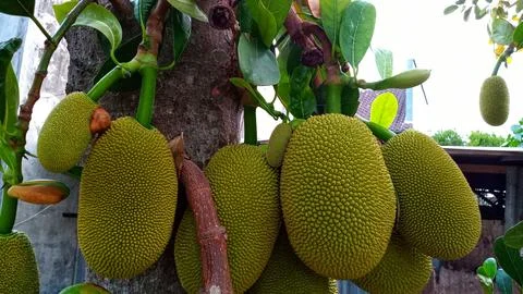 Young jackfruit hanging from the tree Stock Photos