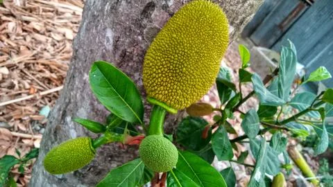 Young jackfruit hanging from the tree Stock Photos