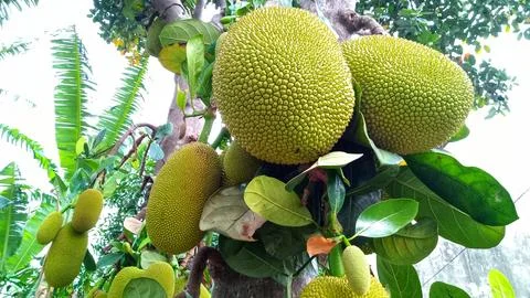 Young jackfruit hanging from the tree Stock Photos