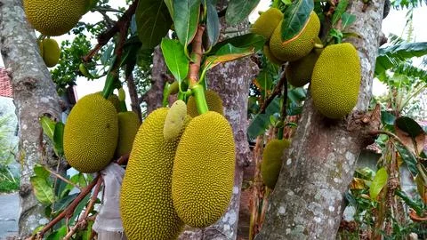 Young jackfruit hanging from the tree Stock Photos