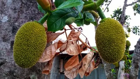 Young jackfruit hanging from the tree Stock Photos