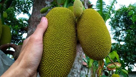 Young jackfruit hanging from the tree Foto stock