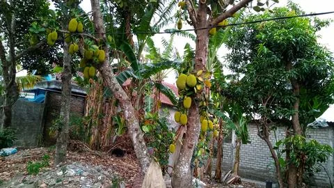 Young jackfruit hanging from the tree Stock Photos