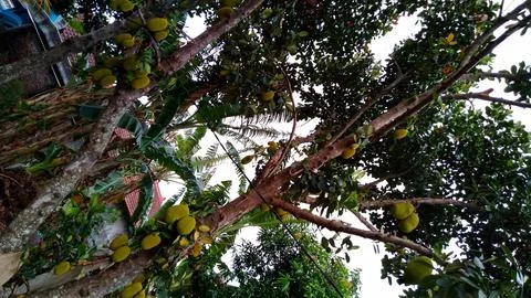 Young jackfruit hanging from the tree Stock Photos