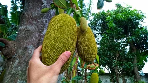 Young jackfruit hanging from the tree Stock Photos