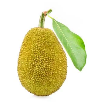 Young jackfruit isolated on white background Stock-Fotos