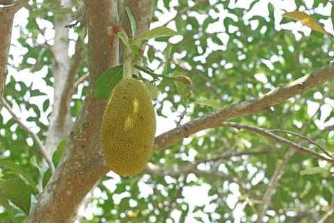 Young jackfruit on jackfruit tree Stock Photos