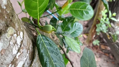 Young jackfruit newly emerging from tree trunk 스톡 동영상 342092061