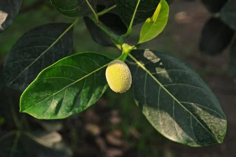 Young jackfruit Stock Photos
