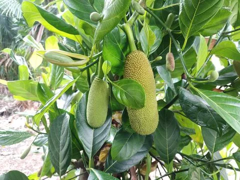 Young jackfruit Stock Photos