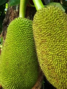 Young jackfruit Fotos de archivo