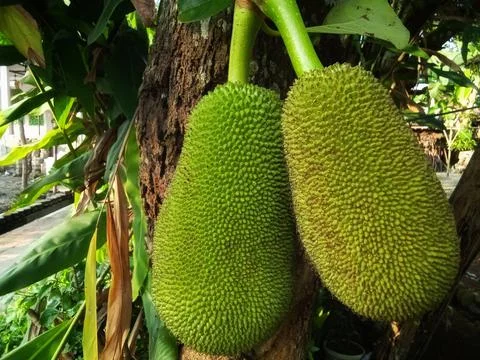 Young jackfruit Фото