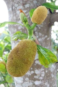 Young jackfruit with stem as background Stock Photos