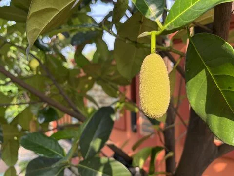Young jackfruit still on the tree Stock Photos