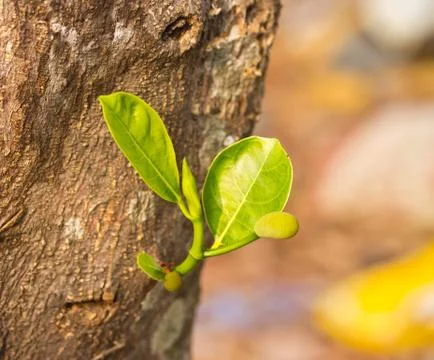 Young jackfruit on tree Stock Photos