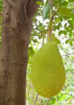 Young jackfruit on tree Stock Photos