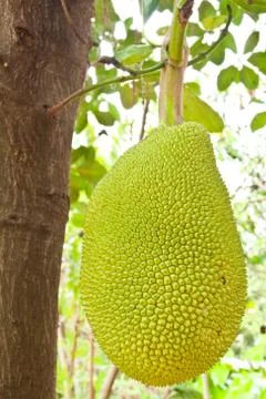 Young jackfruit on tree Stock Photos