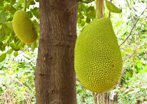 Young jackfruit on tree Stock Photos