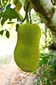 Young jackfruit on tree Stock Photos
