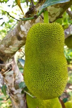 Young jackfruit on tree Stock Photos