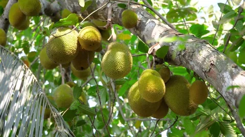 Young jackfruits growing on tree branch Vidéo 307614872
