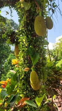 Young Jackfruits Growing on a Tree Trunk Covered with Green Climbing Vine Plants Stock Photos