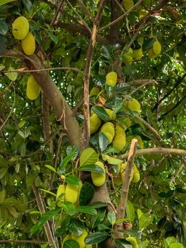 Young Jackfruits Stock Photos
