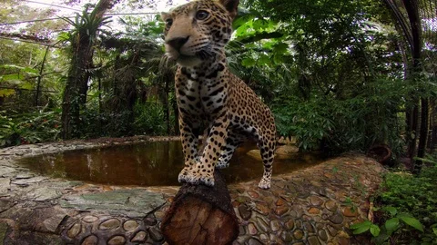 Young Jaguar close up wide angle Vídeo Stock 122679676