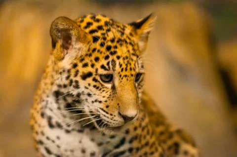 Young jaguar Stock Photos