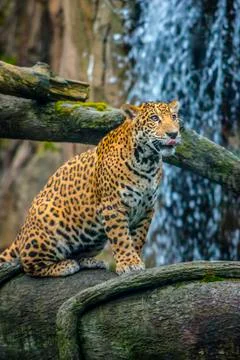 Young jaguar sitting on the tree in front of the waterfall Stock Photos
