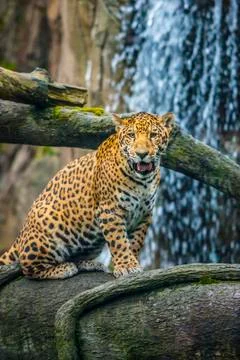 Young jaguar sitting on the tree in front of the waterfall Stock Photos