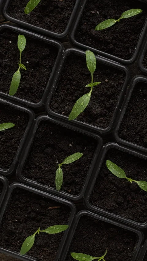 Young Jalapeno seedlings in plastic germination pots. 스톡 동영상 331662953
