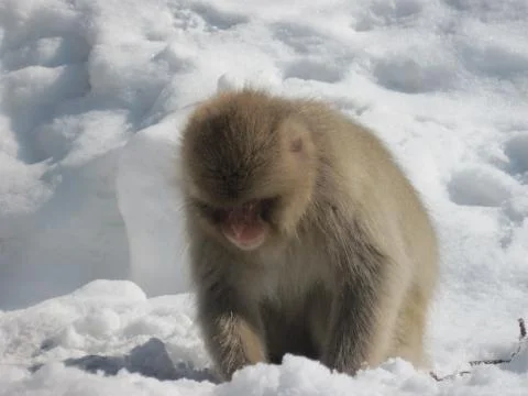 A young Japanese macaque (Macaca fuscata) in the snow Stock Photos