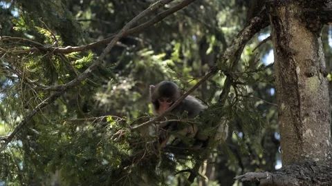 Young japanese macaque monkey playing in tree Stock Footage 145830135