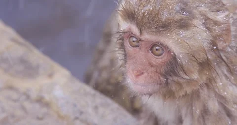 Young Japanese macaque with wet fur and wide eyes on snowy rock Stock-Footage 347160153